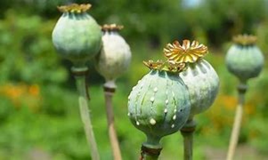 Odisha STF seizes 10.5 kg of opium, arrests two interstate drug traffickers