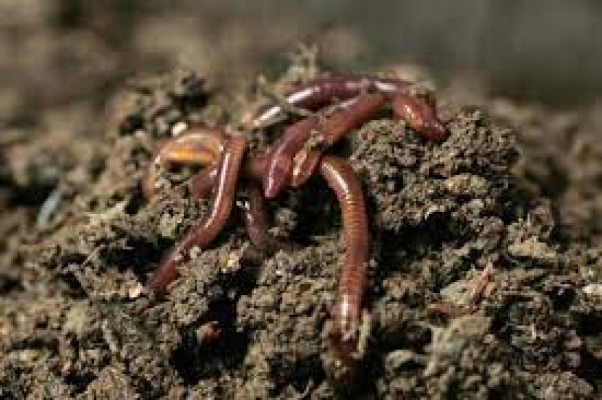 Researchers in Kerala, Odisha discover two new earthworm species