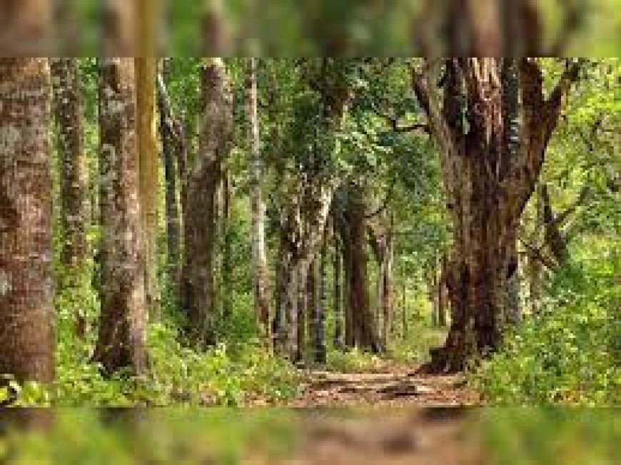 Odisha gains 893 km of forest in two years-Survey
