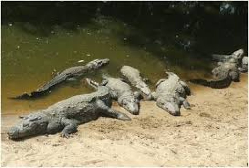 Mother throws disabled boy into river full of crocodiles